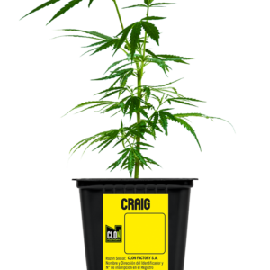 Craig