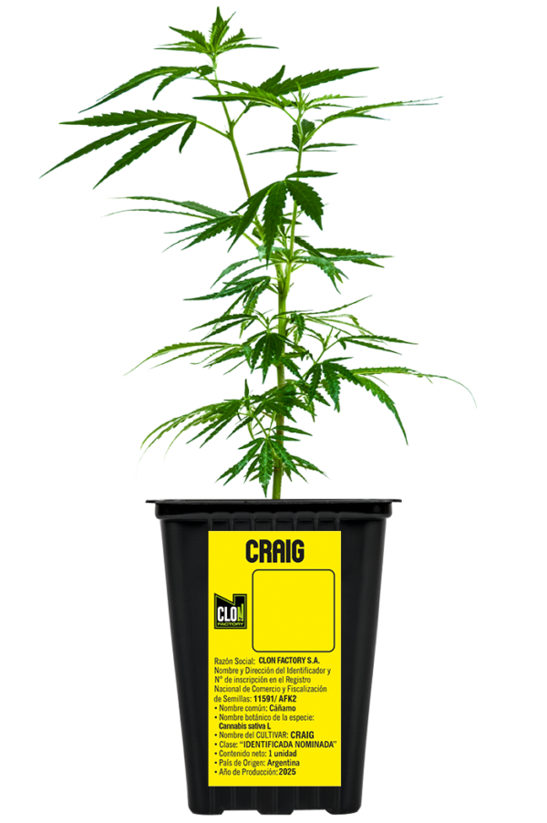 Craig